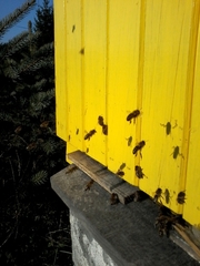W Białobrzegach pszczoły poczuły wiosnę
