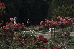 W Zamku w Łańcucie opowiedzą o różach