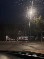 Łoś spacerował drogami na terenie Gminy Białobrzegi