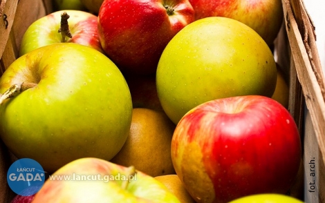 Dziś darmowe jabłka w Handzlówce, jutro w Albigowej