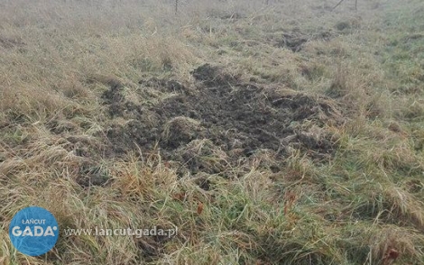 Uwaga: zwierzęta leśne!