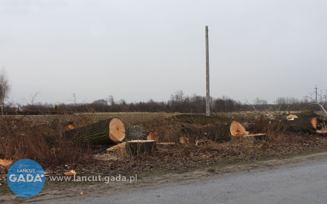 Zmiany w przepisach o wycince drzew