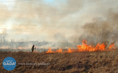 Spłonęło prawie 4 hektary