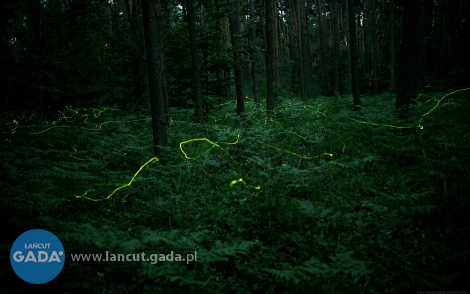 "Świetliki" w lesie