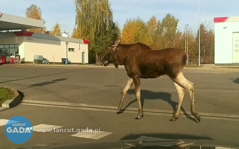 Powoli, dostojnie i z klasą